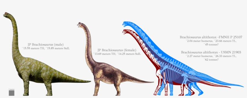Jp Brachiosaur Vs Rl Brachiosaurus - Jurassic Park, transparent png #1711743