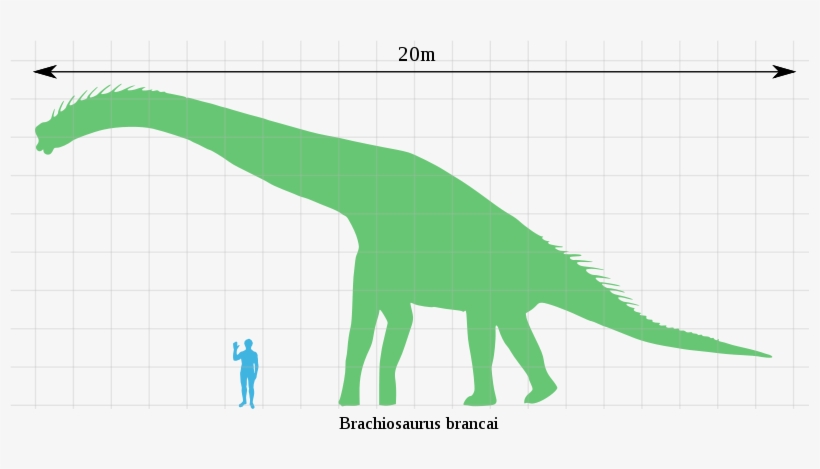 Archivo - Brachiosaurus Scale - Svg - Brachiosaurus Scale, transparent png #1712085