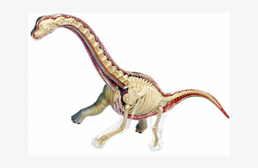 Brachiosaurus Anatomy Model - Brachiosaurus, transparent png #1712355