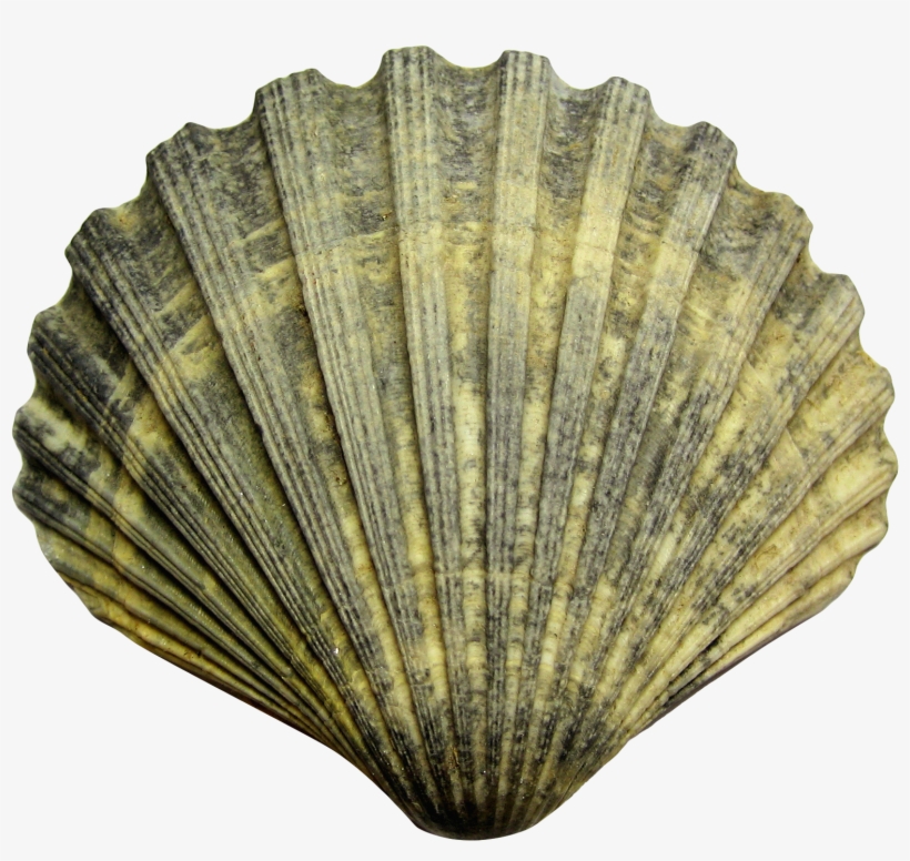Sea Shell Png, transparent png #1712643