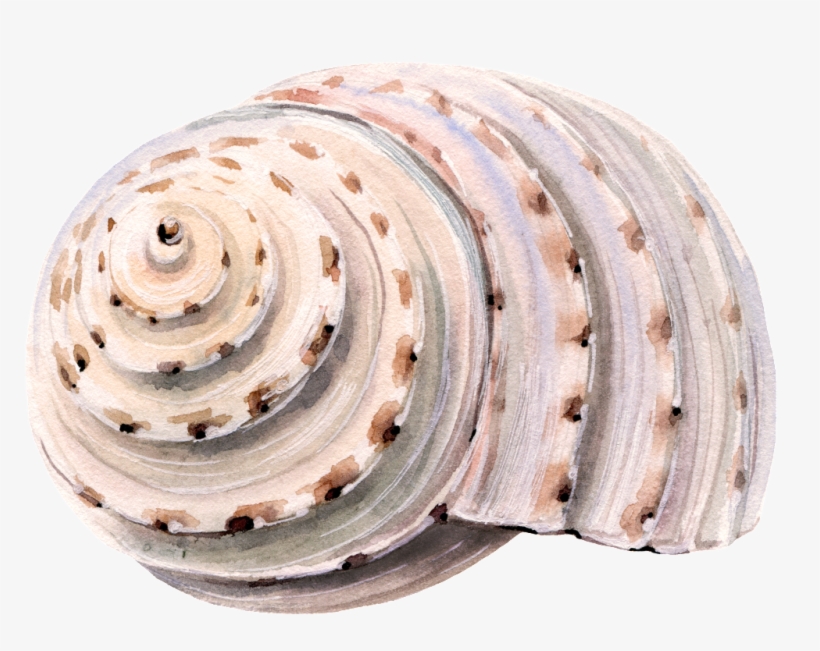 This Graphics Is Hand Painted Beach Shell Png Transparent - Bath And Body Work Waikiki Beach Coconut 3 Wick Candle, transparent png #1712649