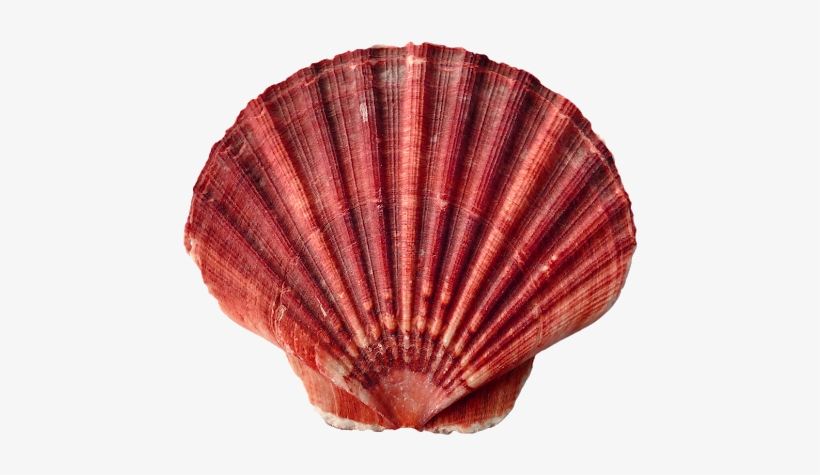 Sea Shells Transparent - Shell Of Animals, transparent png #1712694
