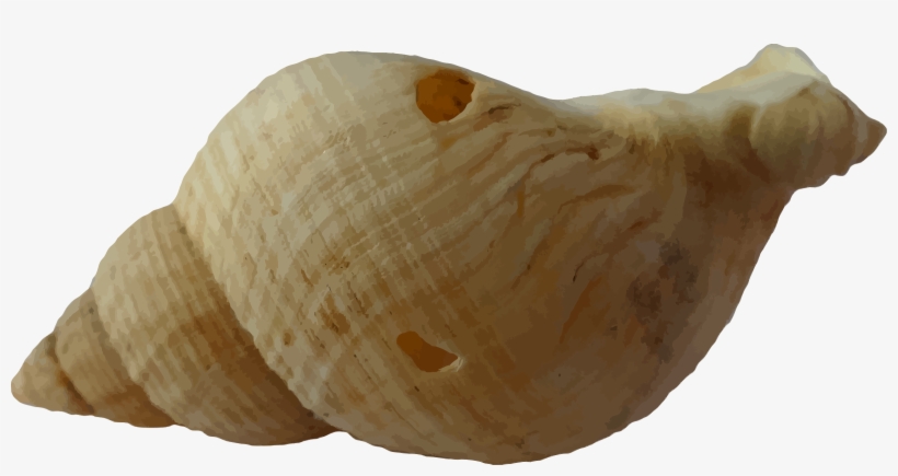 Sea Shell Clam Ocean Sea Shells Beach Sand - Sea Shell, transparent png #1712749