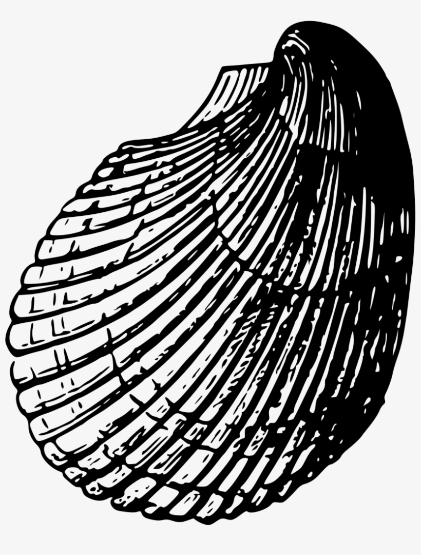 Sea Shell - Black Sea Shells Png, transparent png #1712927