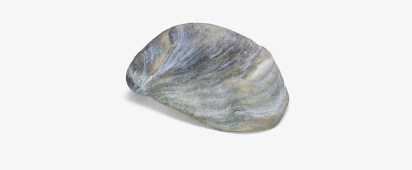 Seashell Download Transparent Png Image - Portable Network Graphics, transparent png #1712929