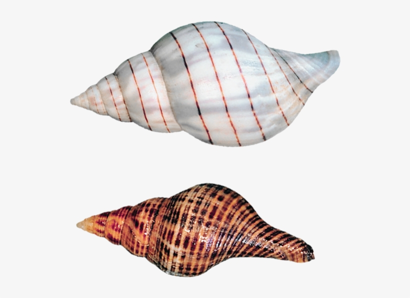 Transparent Sea Snails Shells Png Picture - Seashell Background Transparent Kids, transparent png #1712981