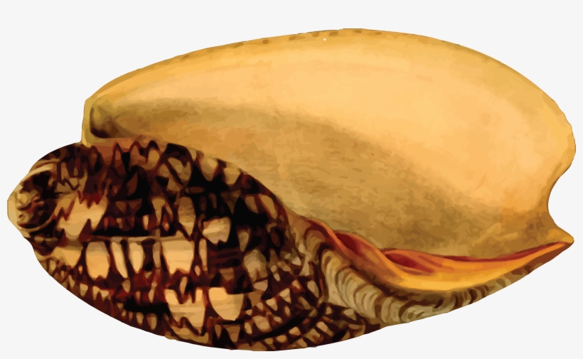 Free Clipart Of A Sea Shell - Caracoles De Mar En Homecenter, transparent png #1713052