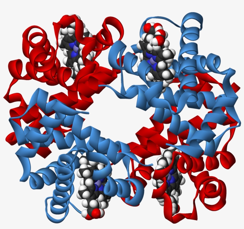 Haemoglobin 3d Ribbons - Haemoglobin 3d Structure, transparent png #1713835