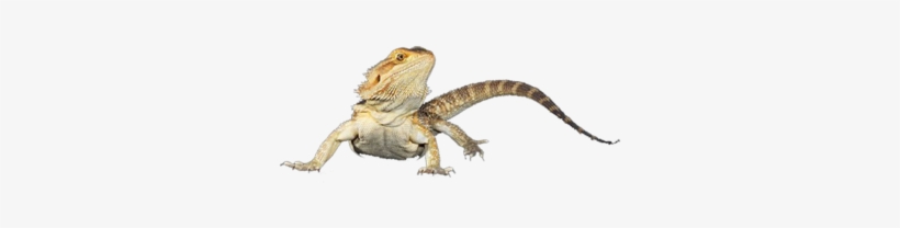 Bearded Dragon - Agama, transparent png #1715316
