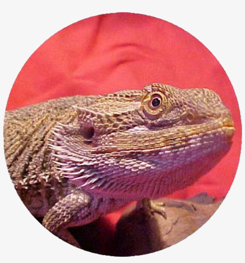 Bearded Dragon Care Info Pet Bearded Dragon Care & - Bearded Dragon Co Logo, transparent png #1715333