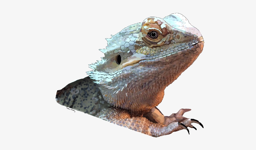 Bearded Dragon - Sagebrush Lizard, transparent png #1715367