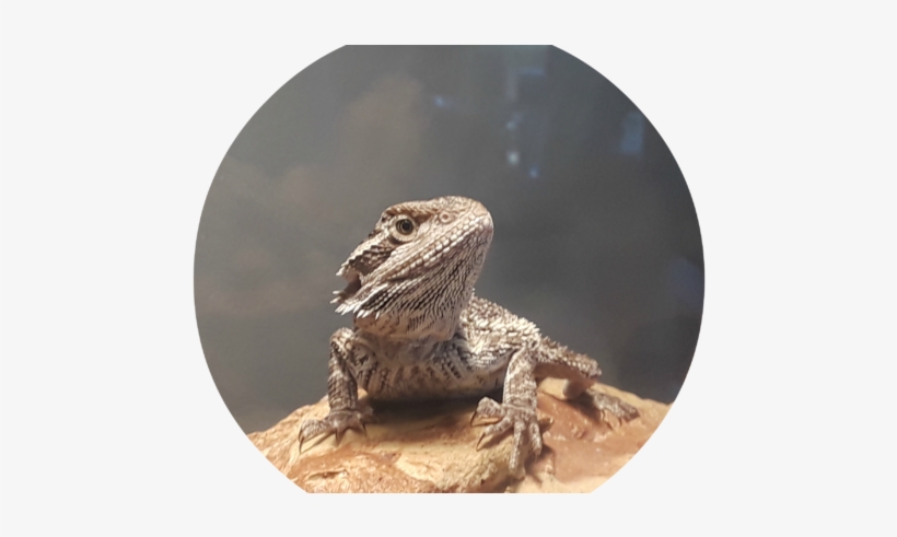 Western Fence Lizard, transparent png #1715414