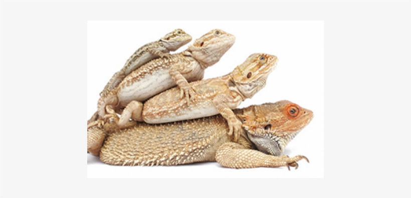 Stages Of A Bearded Dragon, transparent png #1715420