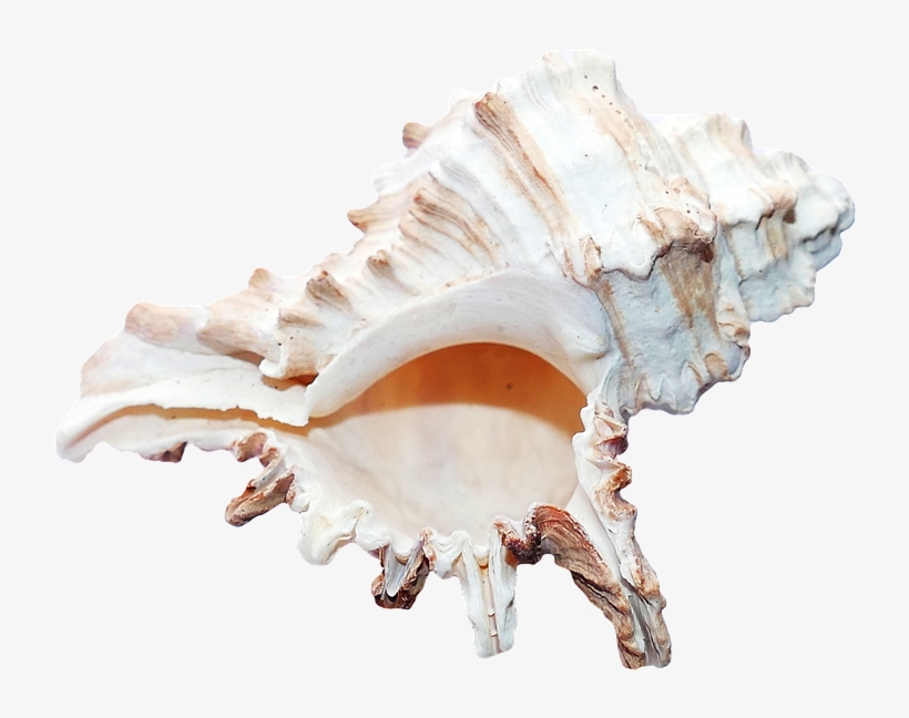 Ocean Shell, transparent png #1715523