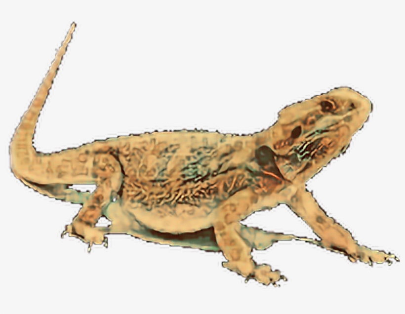Beardeddragon Sticker - Dragon, transparent png #1715695