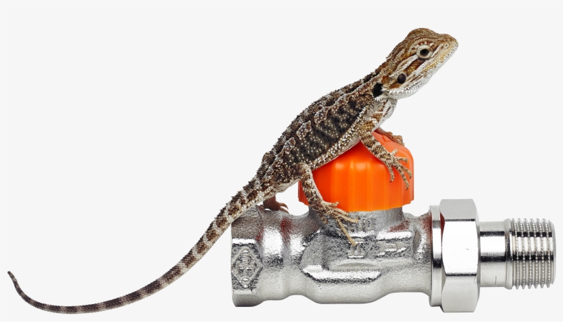 Our Bearded Dragon - Iguana, transparent png #1715835