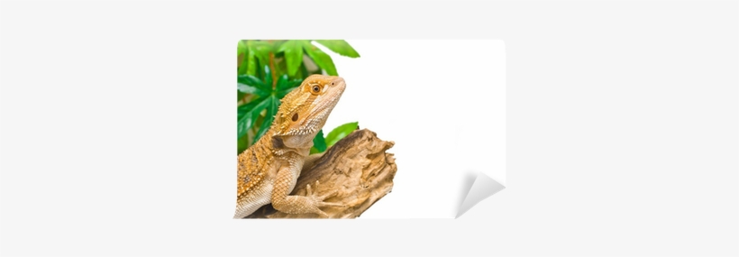 Bearded Dragons, transparent png #1716072