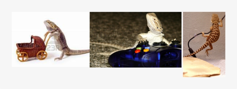 But Sadly The Little Bearded Dragon Sally Got Adopted - Game Controller, transparent png #1716535