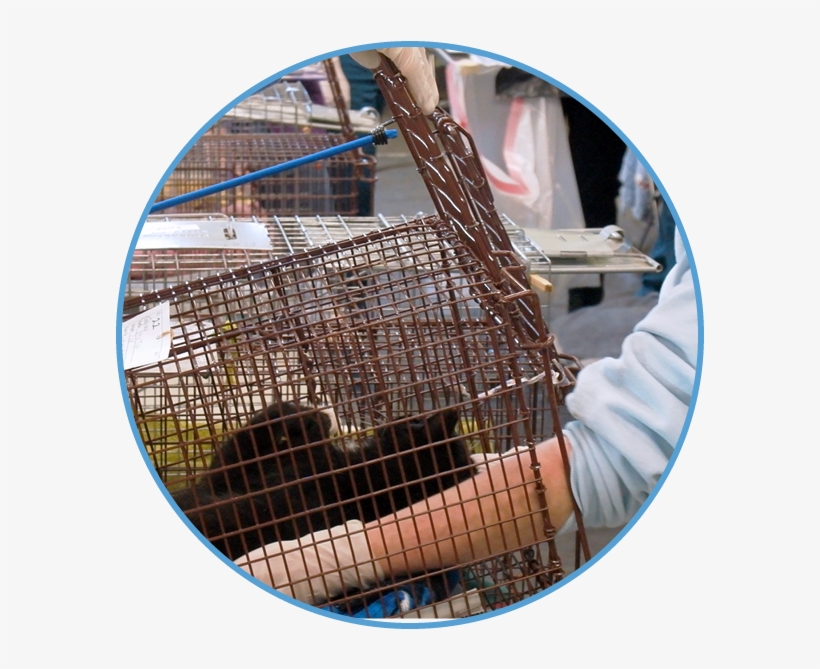 Set A Humane Trap - Merrimack River Feline Rescue, transparent png #1716839