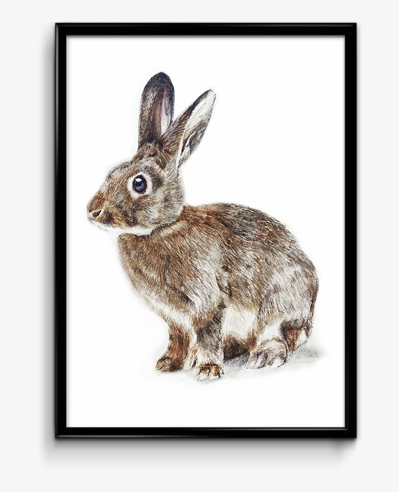 Water Color - Domestic Rabbit - Free Transparent PNG Download - PNGkey