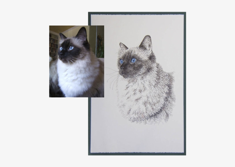 Original Cat Drawing - Product, transparent png #1718114