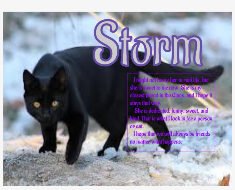 Untitled Drawing - Black Cat With Amber Eyes, transparent png #1718138