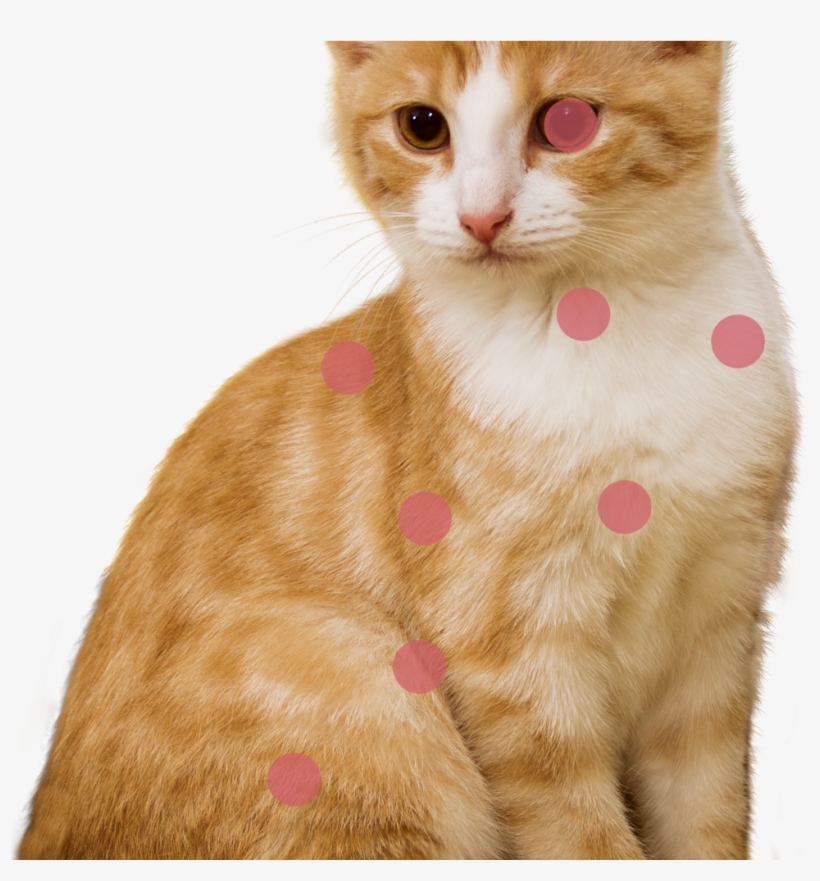 Cat Photo - Louis Vuitton Cruise 2019 Cat, transparent png #1718256