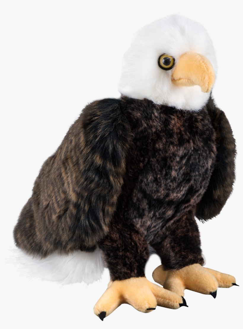 More Views - Eagle Plush, transparent png #1720556