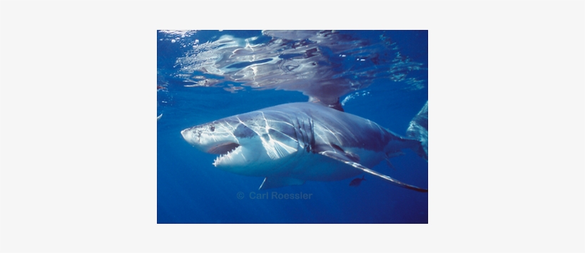 Great White Shark On Attack - Great White Shark On Attack Large Mug, transparent png #1725209