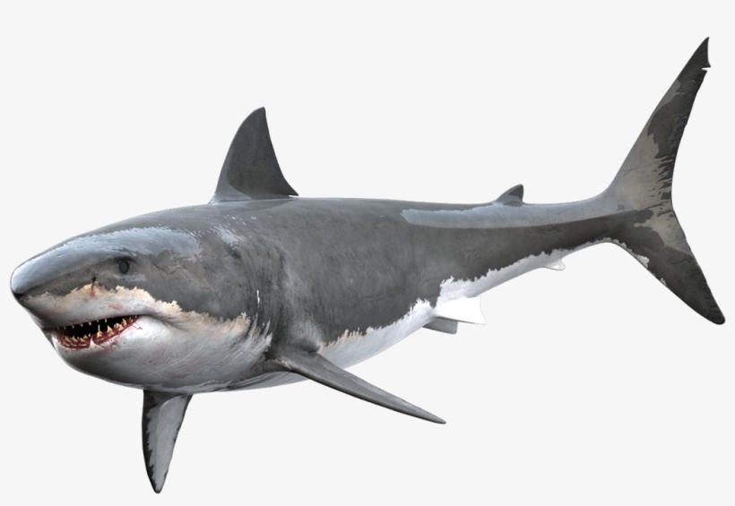 Image Library Tiger Shark Clip Art Transprent Png Free - Great White Shark Png, transparent png #1725314