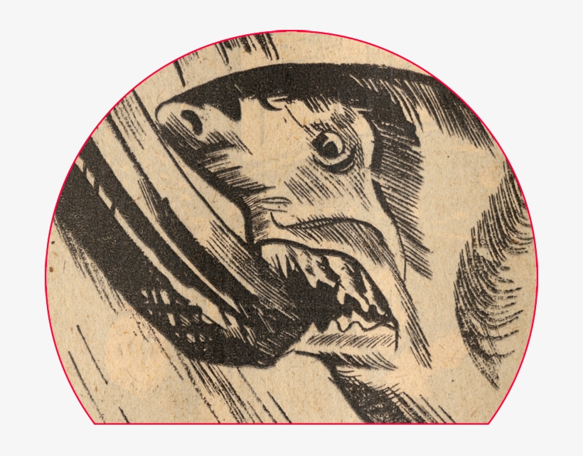 Blade Vault Zoom Detail Shark Shark Attack, transparent png #1725607