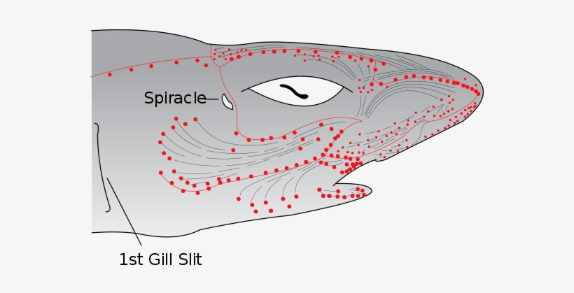 A Shark Starts Face-punching Their Arm, And Panic, - Ampullae Of Lorenzini Diagram, transparent png #1725608