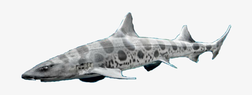 Dungeon Masters Only - Leopard Shark, transparent png #1725631