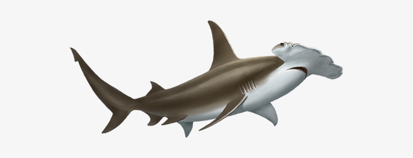 Hammerhead Shark, transparent png #1725681