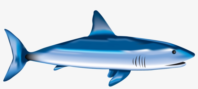 Fish, Shark, Sea, Underwater, Nature - Shark, transparent png #1725720