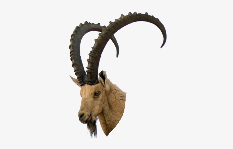 Sprite Glass Bottle Png - Stambecco Png, transparent png #1728980