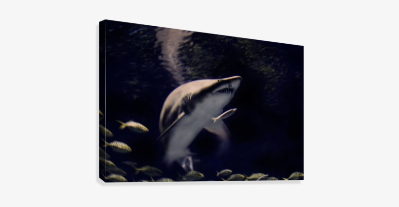 Shark Art - Great White Shark, transparent png #1731757