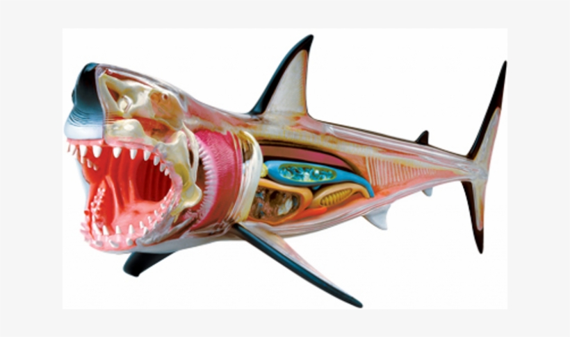 Great White Shark Anatomy Model - Tedco 4d Vision Great White Shark, transparent png #1731785