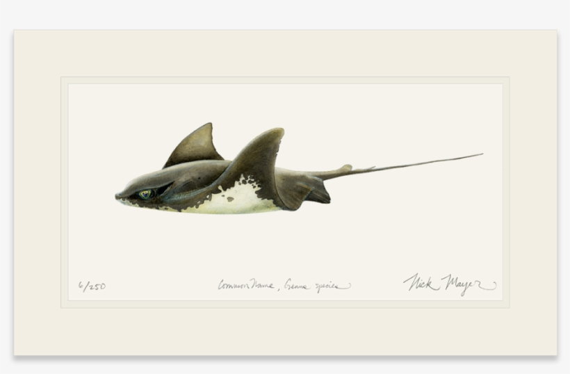 Bat Ray, transparent png #1731839