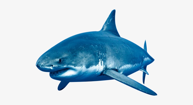 Shark - Portable Network Graphics, transparent png #1731840