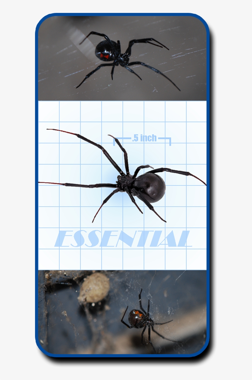 Unfortunately For Homeowners, Black Widows Are One - Brown Widow, transparent png #1735110