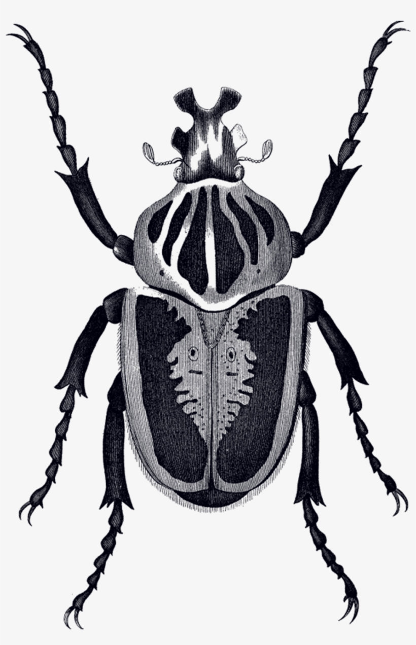 Previous Slide - Scarab Beetle Tattoo Small, transparent png #1735139