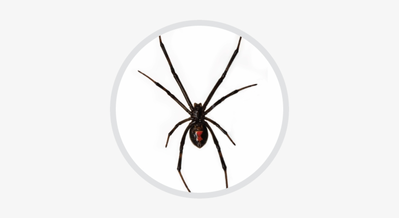 Eliminating Black Widows At Your Area - Black Widow Spider No Background, transparent png #1735319