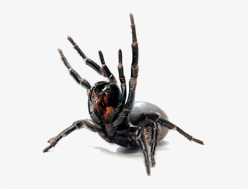 Spiders Commonly Found In The Canberra Act Area - Black Widow, transparent png #1735457