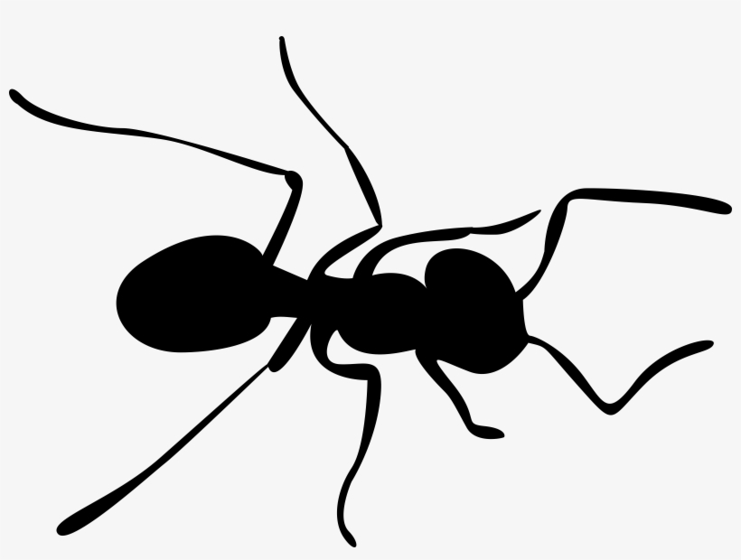 Clipart Png Ant - Ant Clip Art Png, transparent png #1735504