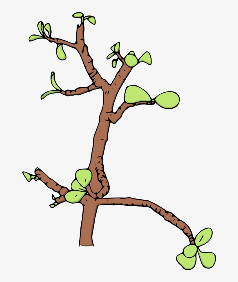 Jade Money Tree Vector Illustration - Clip Art, transparent png #1735548