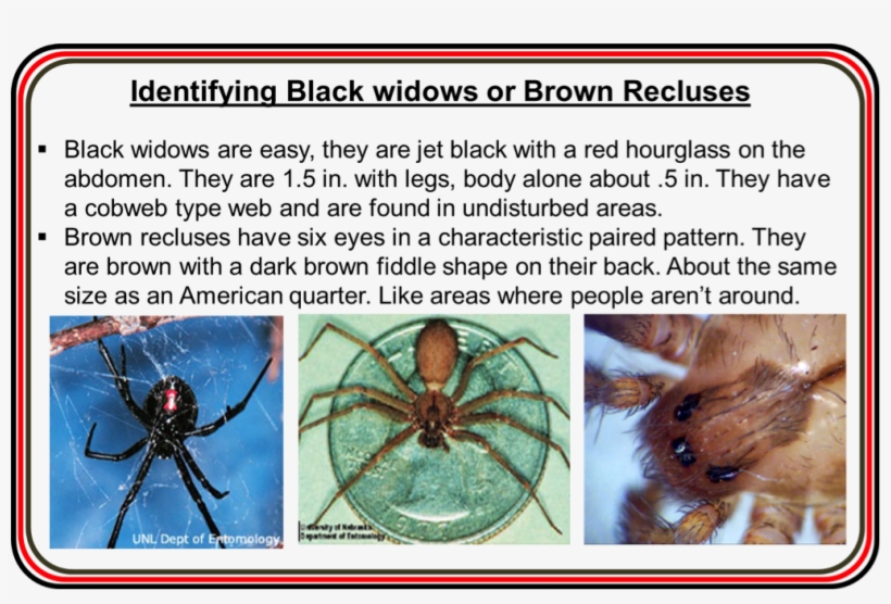 Identification Of Brown Recluse And Black Widow Spiders - Widow Spiders, transparent png #1735634