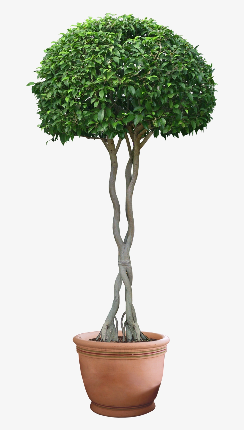 Plant Png Hd Transparent Plant Hd - Plant Png, transparent png #1735689