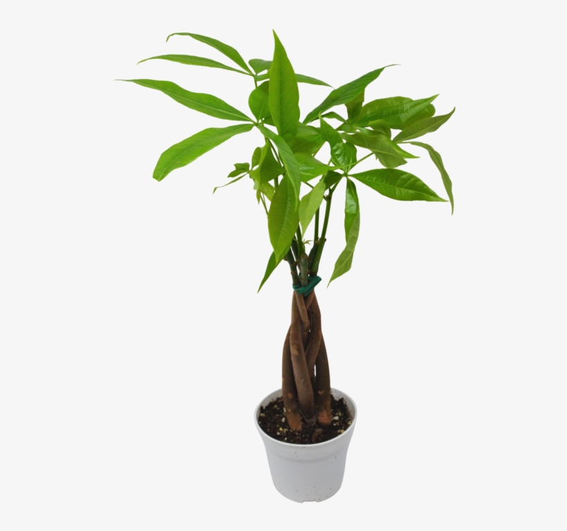 Money Tree 'guiana Chestnut' - Guiana Chestnut, transparent png #1735816