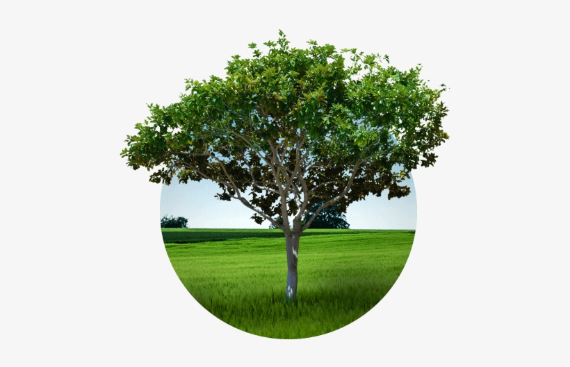 Tree Alpha, transparent png #1735931